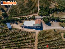 Azienda Agricola a Olbia..
