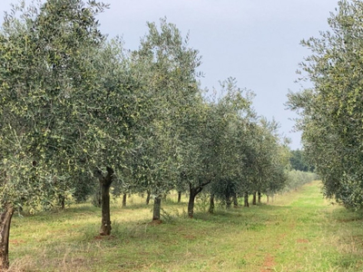 terreno residenziale in vendita a Santarcangelo di Romagna