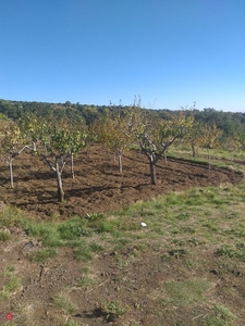 Terreno agricolo in Vendita in Contrada fiiciusa milia a Biancavilla