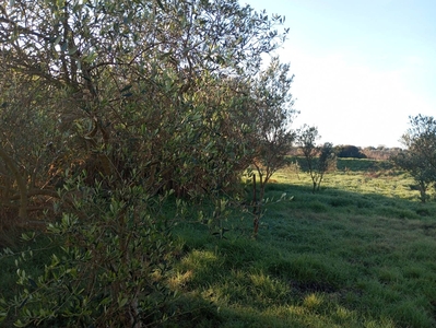 Terreno Agricolo in vendita a Alghero