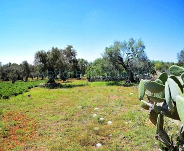 Terreno Agricolo in vendita a Castrignano del Capo