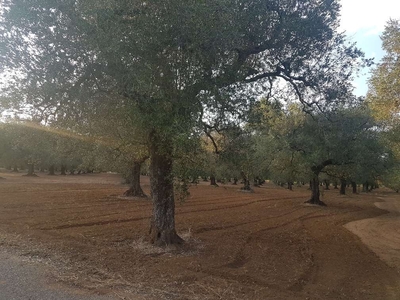 Terreno Agricolo in vendita a Cellino San Marco