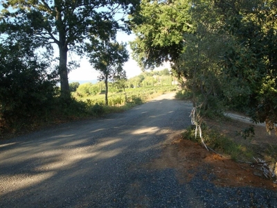 Negozio in vendita a Castagneto Carducci