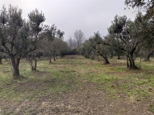 Terreno Agricolo in vendita a Ruviano - Zona: San Domenico