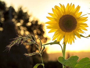 In Vendita: Azienda Agricola a Castiglion Fiorentino con Ampio Spazio