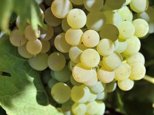 San Gimignano: azienda vinicola in vendita con Vista Panoramica e Spazi Esterni