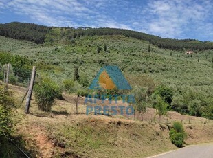 terreno agricolo in vendita a Buti