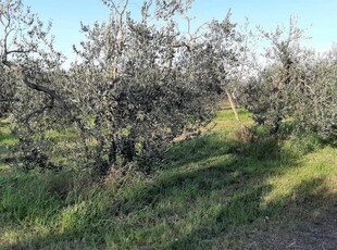 Terreno agricolo in vendita a Rosignano Marittimo
