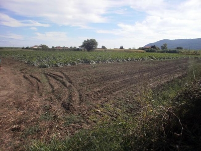 Terreno Agricolo in vendita, Sarzana san lazzaro