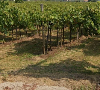 Terreno agricolo in Vendita ad San Bonifacio