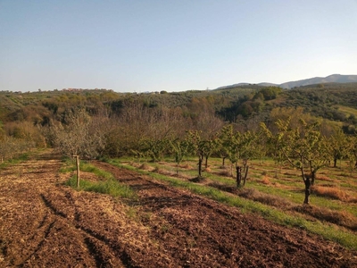 Terreno agricolo in vendita a Montelibretti