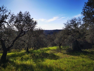 Terreno agricolo in vendita a Montorio Romano