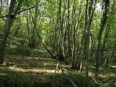 Terreno agricolo in vendita a Samarate