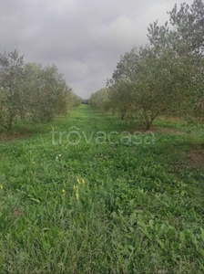 Terreno Agricolo in vendita a Oriolo Romano strada della Castellina, 5