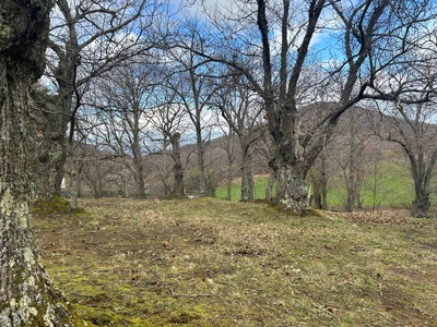 Terreno Agricolo in vendita a Viterbo strada Novepani