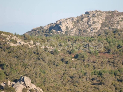 Terreno Agricolo in vendita ad Aggius sp74