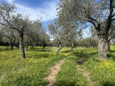 Terreno Agricolo in vendita ad Alghero via Valverde,