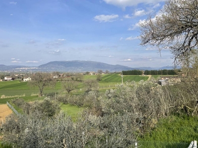 terreno agricolo in vendita a Bettona