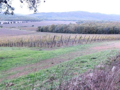 Vineyard Estate for Sale in Grosseto