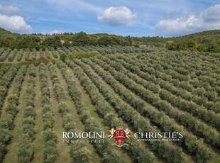 AZIENDA OLIVICOLA E VITIVINICOLA IN VENDITA IN UMBRIA