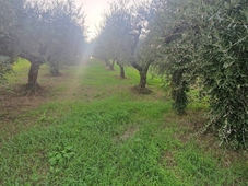 Terreno Agricolo in vendita a Frascati via Lorenzo Sebastiani