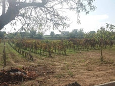 Terreno Agricolo in vendita a Lizzano strada Provinciale Roccaforzata Lizzano