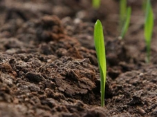 Terreno Agricolo in vendita a Piove di Sacco