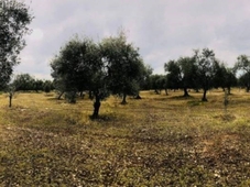 Terreno Agricolo in vendita a Sannicandro di Bari sannicandro di Bari