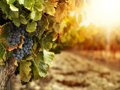 Crete senesi - Azienda vitivinicola in vendita a Asciano (Siena)