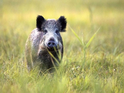 Straordinaria Azienda Agricola in Vendita con Riserva di Caccia Privata a Capalbio, Toscana