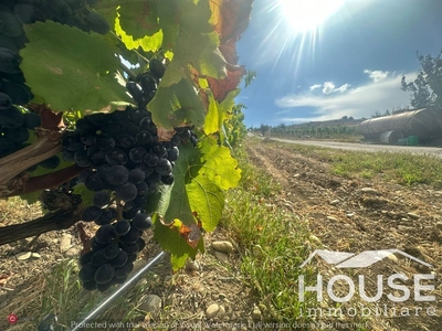 Terreno agricolo in Vendita in Via Giubileo 2000 a Motta Sant'Anastasia