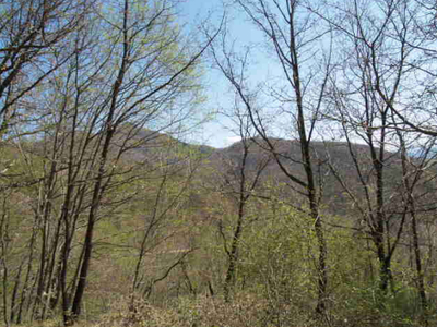 Vendita Terreno Agricolo Vicchio