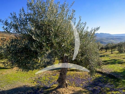 Azienda Agricola in Vendita a Cetona