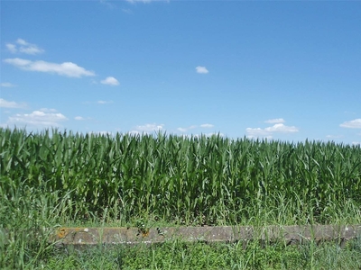 Terreno Agricolo 10 Ettari