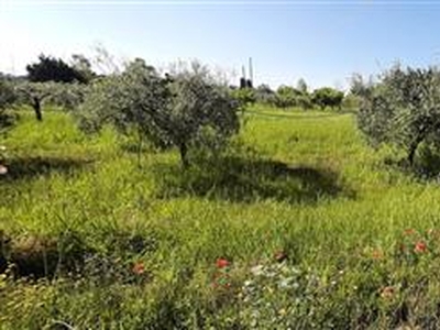 Terreno agricolo in buono stato di 5700 mq. a Marina Di Bibbona