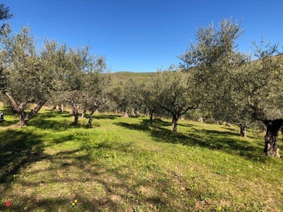 terreno agricolo in vendita a Magione