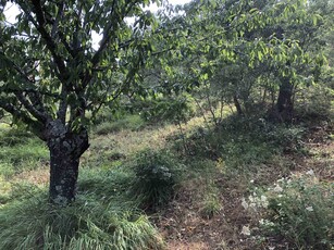 Terreno Agricolo in vendita a Acri