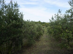 Terreno Agricolo in vendita a Santa Caterina Albanese