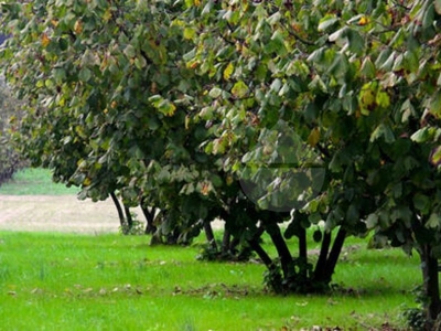 Terreno agricolo in vendita a Fabrica di Roma