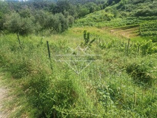 Terreno Agricolo in vendita, Carrara bonascola