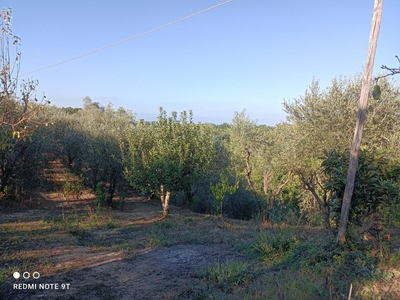 Terreno Agricolo in vendita, Pontedera treggiaia